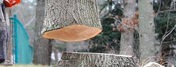 Best Fruit Tree Pruning  in Elma, WA