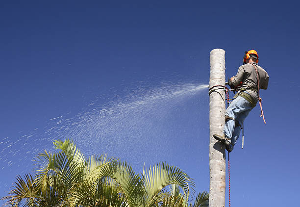 Best Storm Damage Tree Cleanup  in Elma, WA