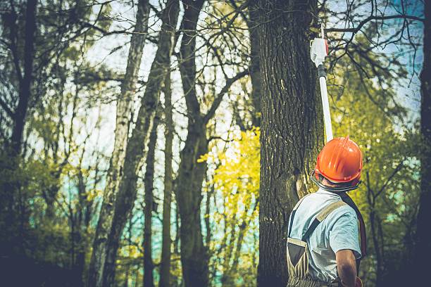 Best Tree Removal  in Elma, WA